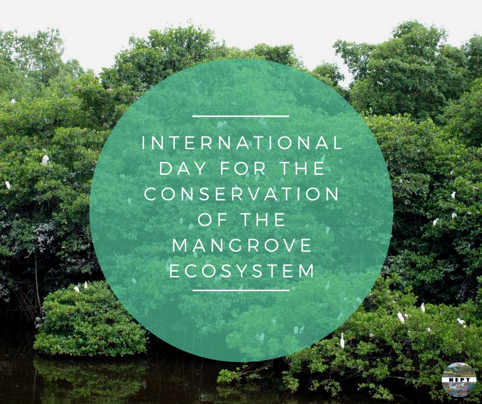 Did you know there is a designated day for the celebration of mangroves? Its #WorldMangroveDay!!! Mangroves are one of the most important ecosystems on the planet. Yet we continue to destro them. Lets protect our mangroves. #StopMangroveDestruction #mangroves #nept #conservation