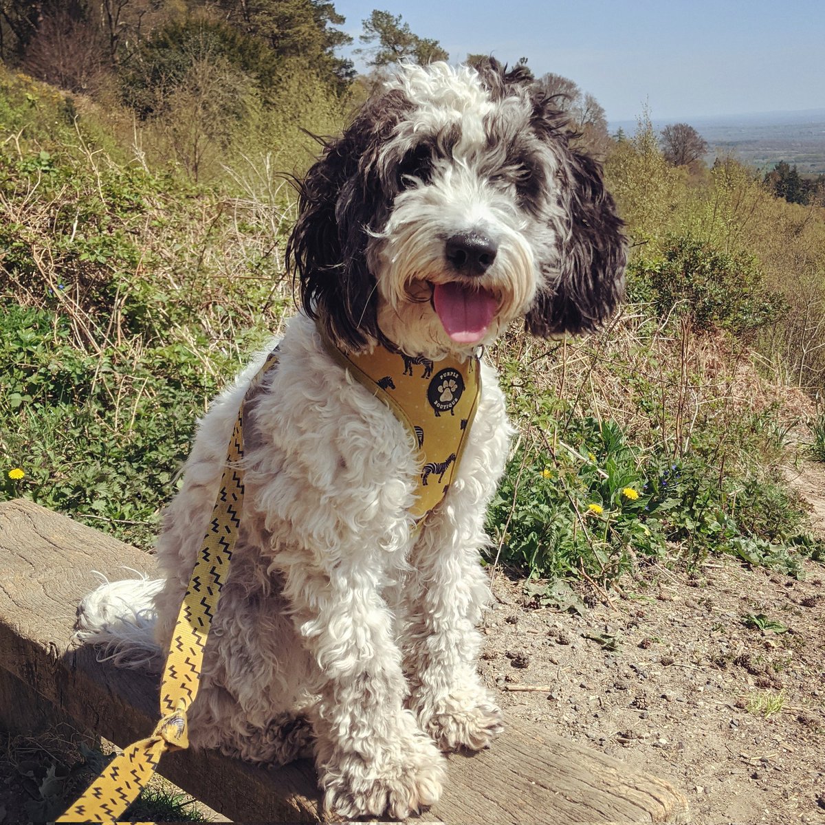 It would be rude not to... #NationalDogPhotographyDay