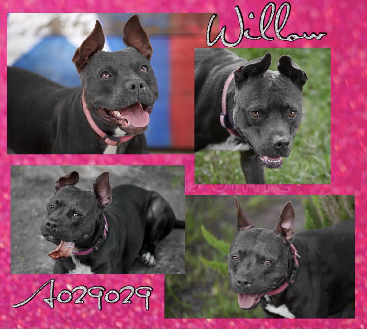 FBCASTX's tweet photo. Here’s a #fabulous #fosterfeature to help with your #mondaymood. 

Willow is ADORABLE! - all caps, no question She’s a medium sized dog with full sized ears! 

She’s very sweet and loves attention, and she gets along great with other dogs! She loves to play, and loves treats and https://t.co/9pXDgxnJhu