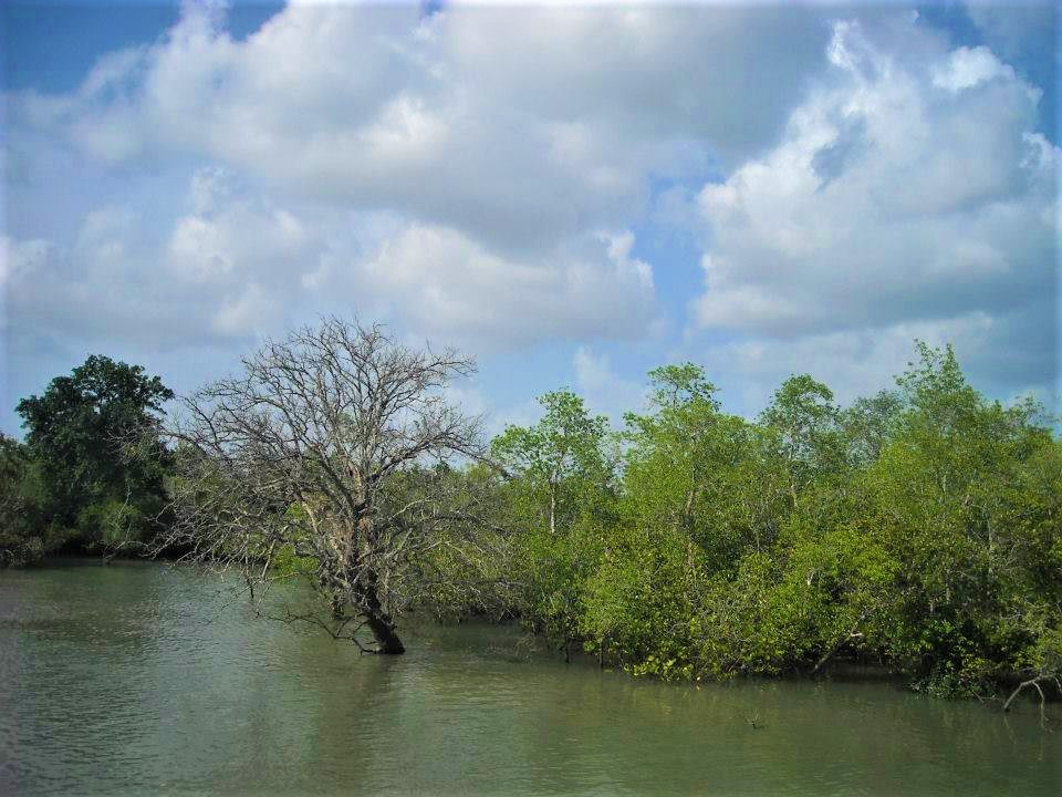 World Mangroves Day
Mangroves forest of Sunderbans
#WorldMangrovesDay