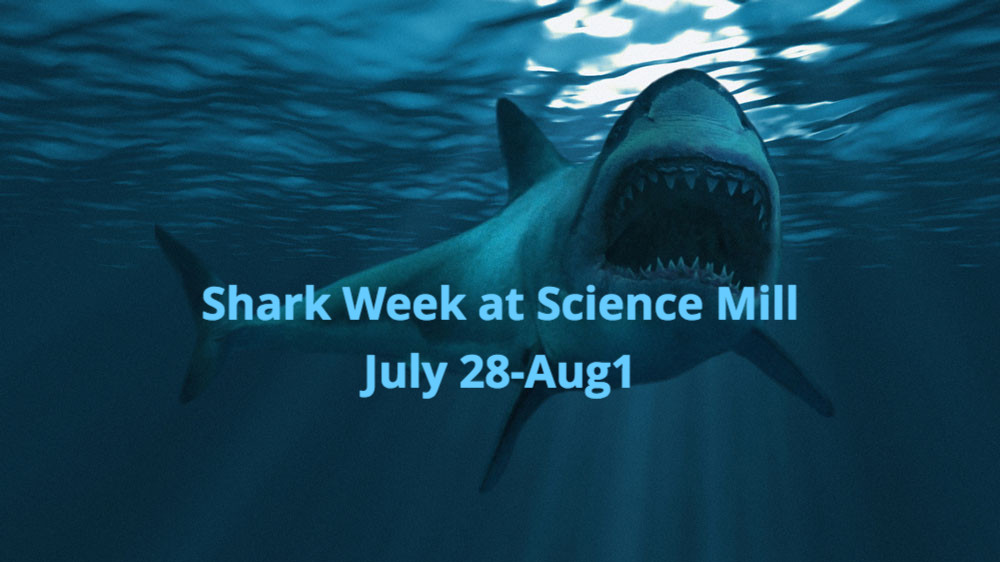 SHARK WEEK arrives at the @ScienceMill in Johnson City this week. See a life-size replica of megalodon jaws, dig for shark teeth & check out SciDive 4D virtual reef experience! #sharkweek #johnsoncitytx #familyfun #museum #sciencemill ow.ly/A2Mf50FDNa2