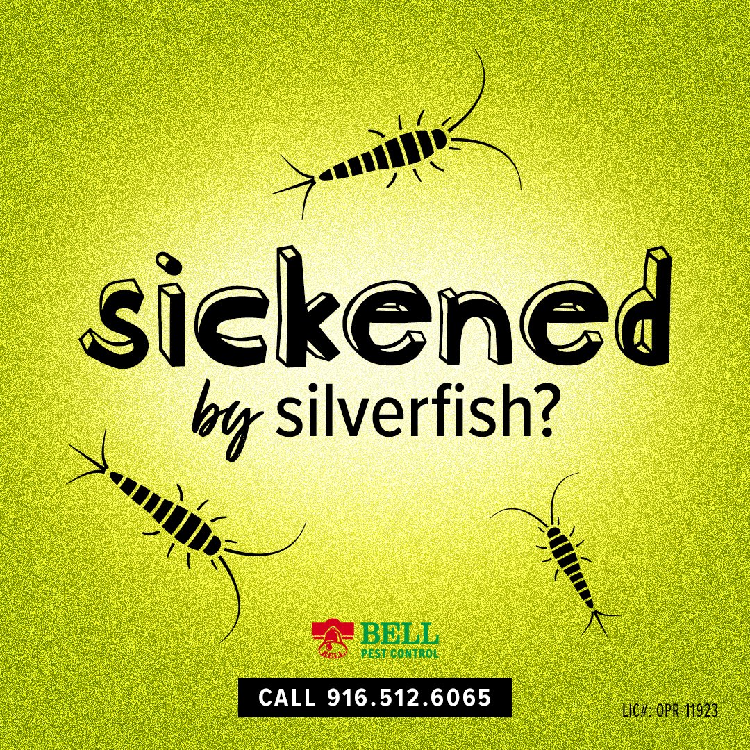BellPestControl's tweet image. If you are sickened by Silverfish we can help you out. It&apos;s not uncommon to find silverfish in your home. You can call now for current specials. 916-512-6035 #silverfish #insects #pestcontrol #sacramento  #bellpest #bellpestcontrol  #helpwithpests #freestartup