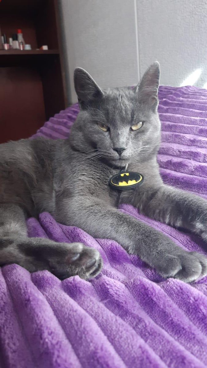 CIUDAD DE LA PLATA

Buscamos a Covi 🐈

Zona de 7 y 33 🌍

Tiene el teléfono de su casa en su baticollar 📱

AGRADEZCO DE ❤️ TU RT! 🙌