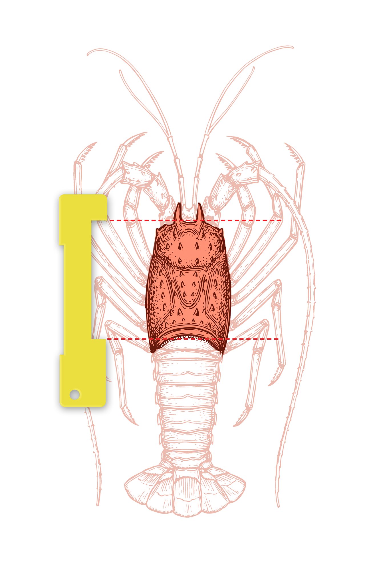 The Florida Keys on Twitter "Q What is the correct way to measure a