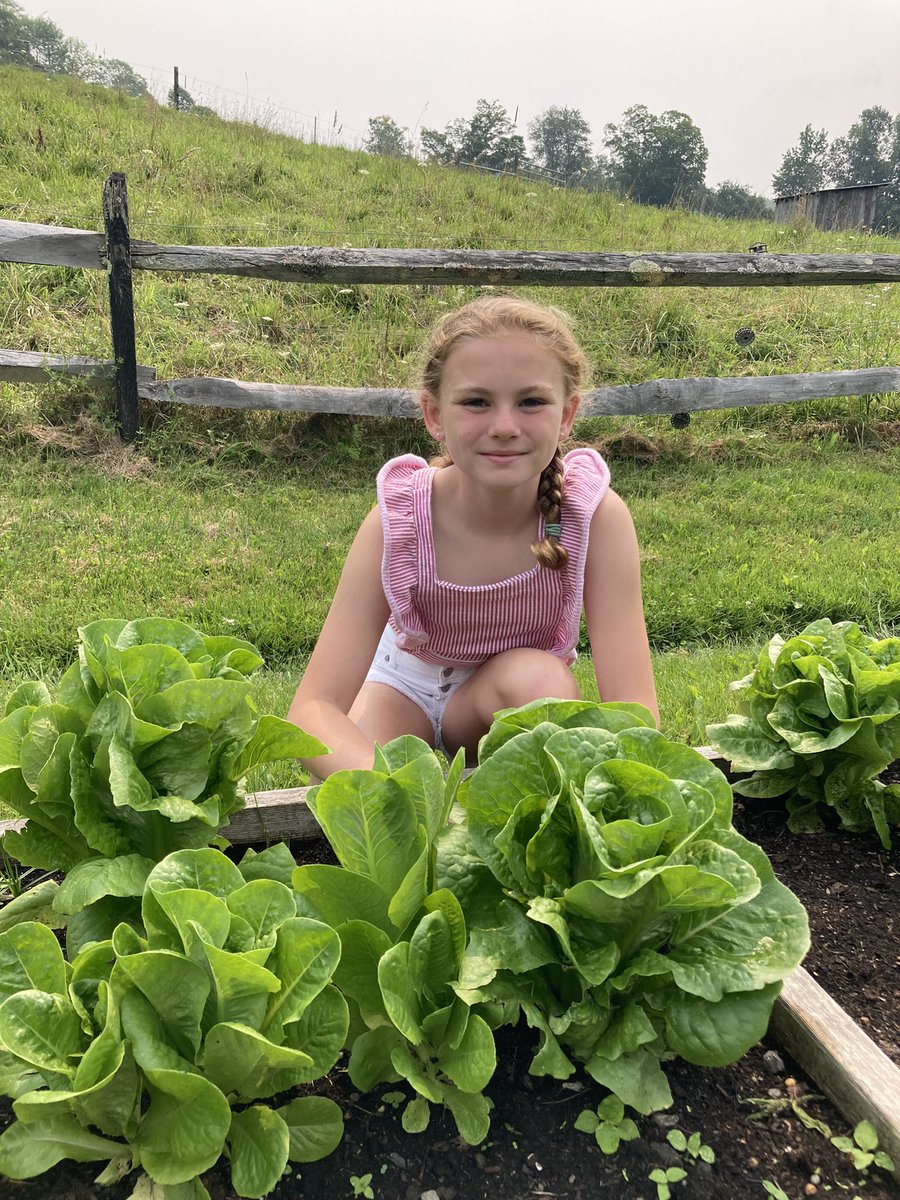 abby__howe's tweet photo. Thanks, @ianmckenna2004 for all the great gardening tips during the @timeforkids podcast! My lettuce exceeded my growth expectations!🥬🥳 https://t.co/kEj8BycX3k