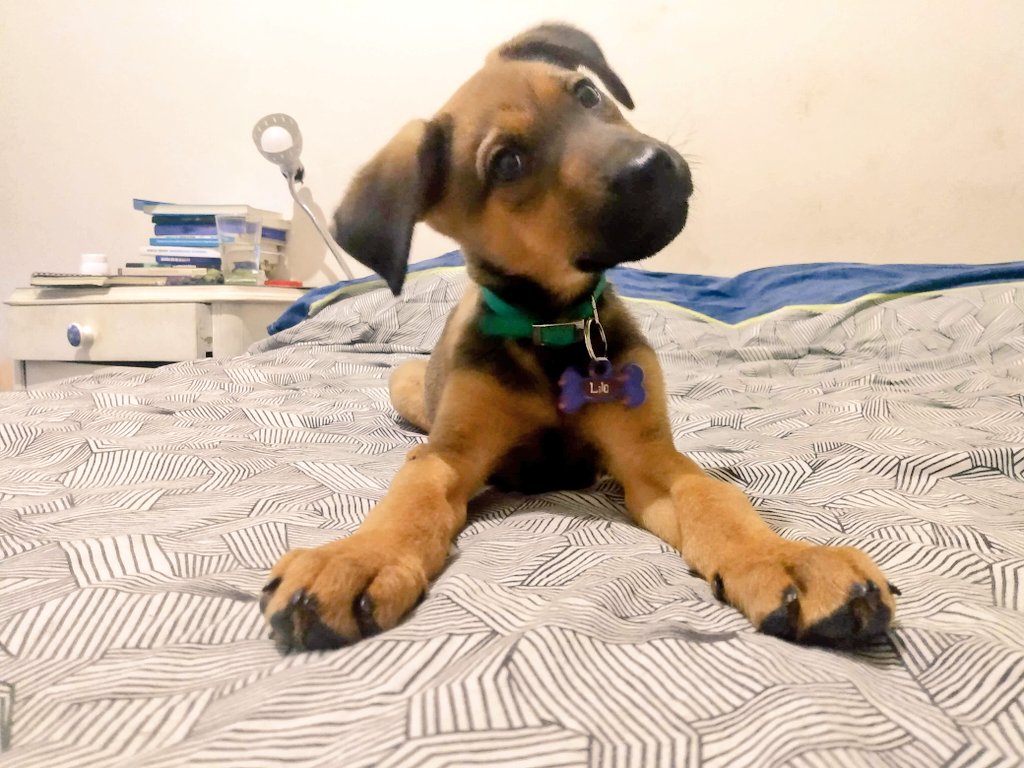 lavickybasso's tweet photo. Adoptala es de raza chica / dos años después https://t.co/NieSx7EqIg
