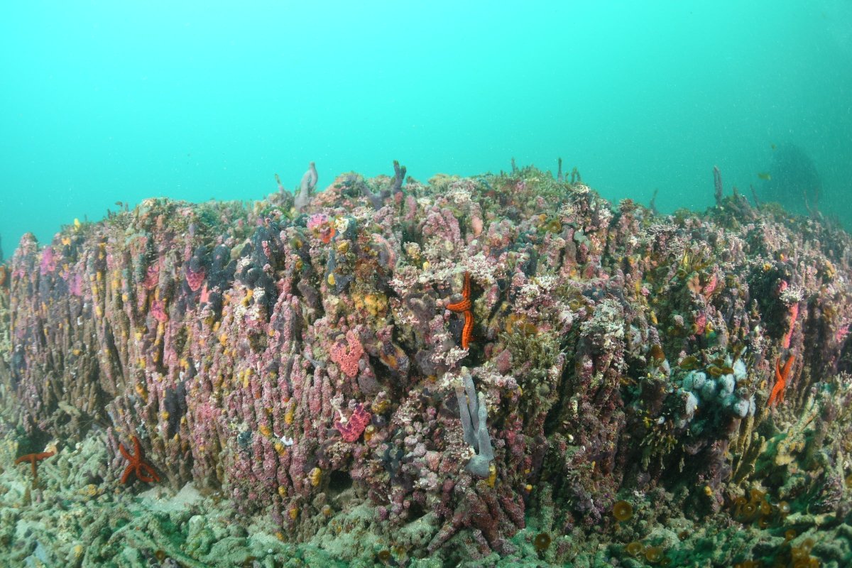 AgenciaFAPESP's tweet photo. Crescimento do recife de coral mais ao sul do Atlântico foi controlado por mudanças no clima nos últimos 5 mil anos. Recife da Queimada Grande surgiu quando oceano era mais quente e parou de crescer quando águas mais frias influenciaram o clima da região | https://t.co/LPsVFiUhby https://t.co/hjEBiwDX1d