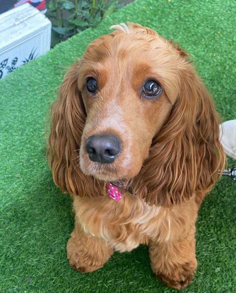 #NationalDogPhotographyDay
Our little Delilah, makes our family complete 💕🌸🐶