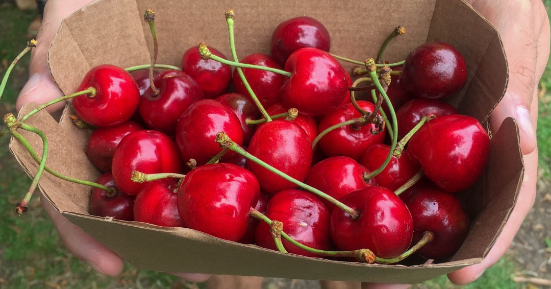 The Spread tweet media