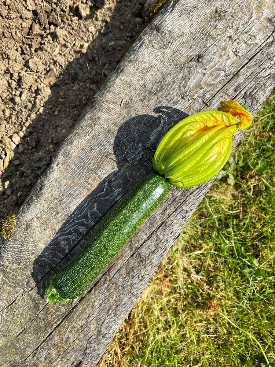 First courgette from the raised beds. Plenty of other veg too and our tenants can also buy fresh eggs (as soon as we rescue a few more hens.) #eastlothian
