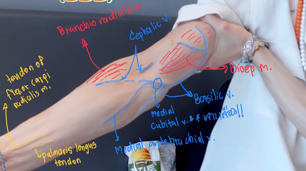 ได้น่อ ได้ ยืมมาเป็น subject เลยแล้วกัน แหม superficial vain ชัดมากพ่อ 
ปล tendon เราไม่ชัวร์นะแต่ดูจากในรูปคิดว่าใช่ แย้งได้ฮะๆ