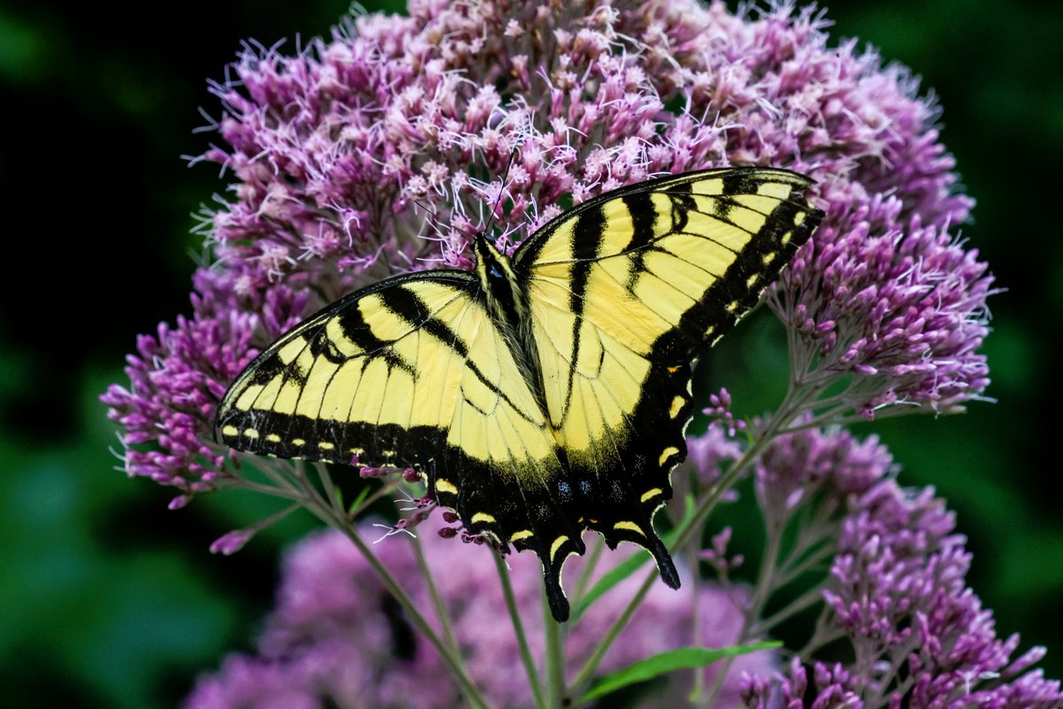 BackInTheYard's tweet photo. A male eastern tiger swallowtail butterfly on sweet Joe Pye weed (Eutrochium purpureum). #butterflies #Lepidoptera #nativeplants #Illinois #nature #photography #wildlifephotography https://t.co/f3f828k1Qb