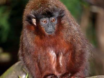 MonkeyKeeps tweet picture