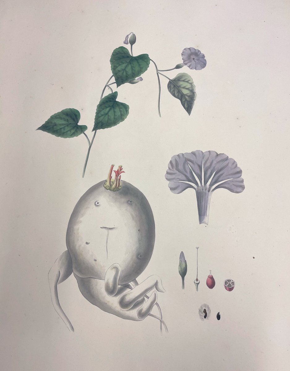 HOH_Herbarium's tweet photo. #BotanyMonday #SciArt #WomensArt this lovely illustration of Ipomoea batatas makes me think of my dear colleague @anaritagsimoes #Iamabotanist #Iamacurator #WomenInSTEM https://t.co/U8mBKP8S6I