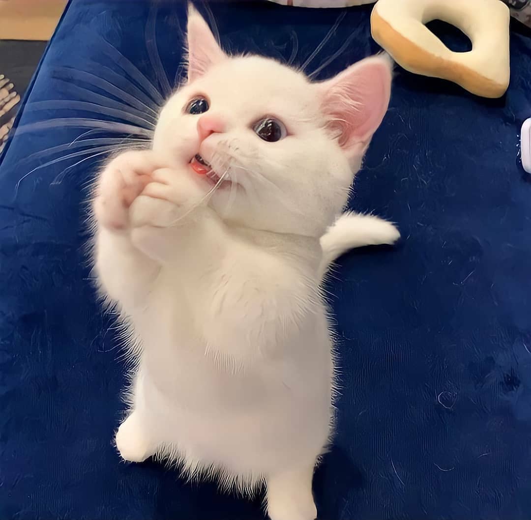 Turkishvanlove1's tweet photo. #cat #cats #CatsOfTwitter #of #catstagram #instagram #catlover #catlovers #catlife #instacat #kitten #kitty #love #meow #pet #cute #dog #catoftheday #pets #kittens #gato #animals #world #animal #cutecat #gatos #petsoftwitter #kittensofinstagram #catlove #bhfyp https://t.co/JFi3Qtcpkt