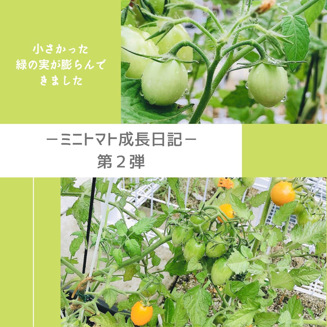岩手保健医療大学広報室 ミニトマト成長日記 第2弾 小さかった緑の実が膨らんできました 色づくのが待ち遠しいです 赤いミニトマトに続き 黄色いミニトマトも色づき始めています ミニトマトは熱中症予防にも効果的ですよ 岩手保健医療