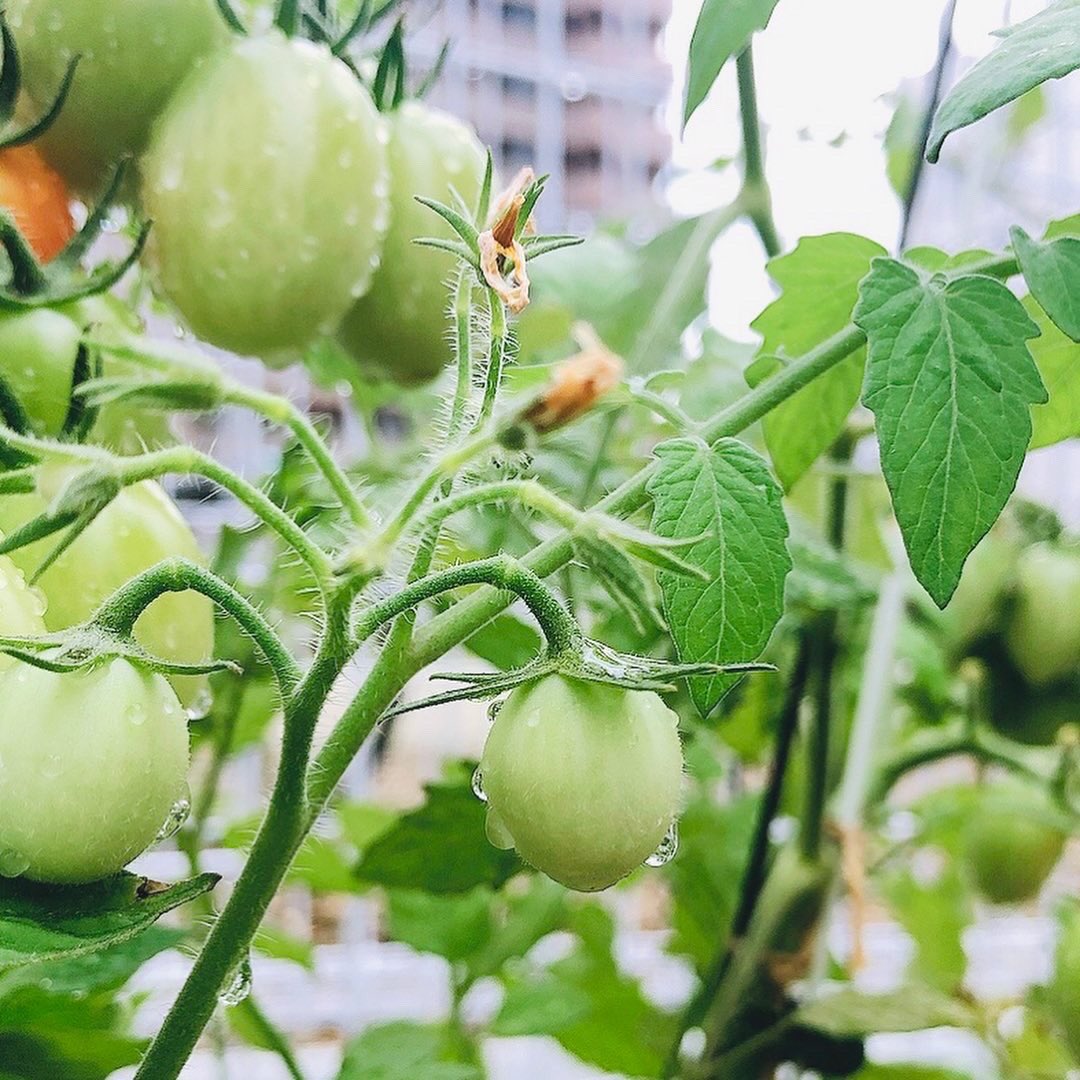 岩手保健医療大学広報室 ミニトマト成長日記 第2弾 小さかった緑の実が膨らんできました 色づくのが待ち遠しいです 赤いミニトマトに続き 黄色いミニトマトも色づき始めています ミニトマトは熱中症予防にも効果的ですよ 岩手保健医療