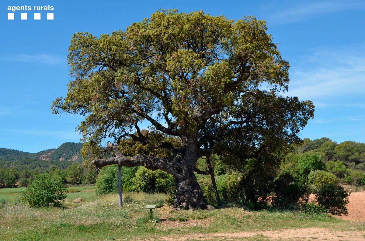 agentsruralscat's tweet photo. L'alzina de Can Gol, a Sant Martí de Tous, era una de les alzines més grans de l'Anoia i més velles de la Catalunya interior.
Tenia una amplada de capçada de més de 20 metres.

📸 A les imatges podeu comparar com lluïa i el seu estat actual després del #IFSantaColomaQueralt https://t.co/8gPQci6IIo
