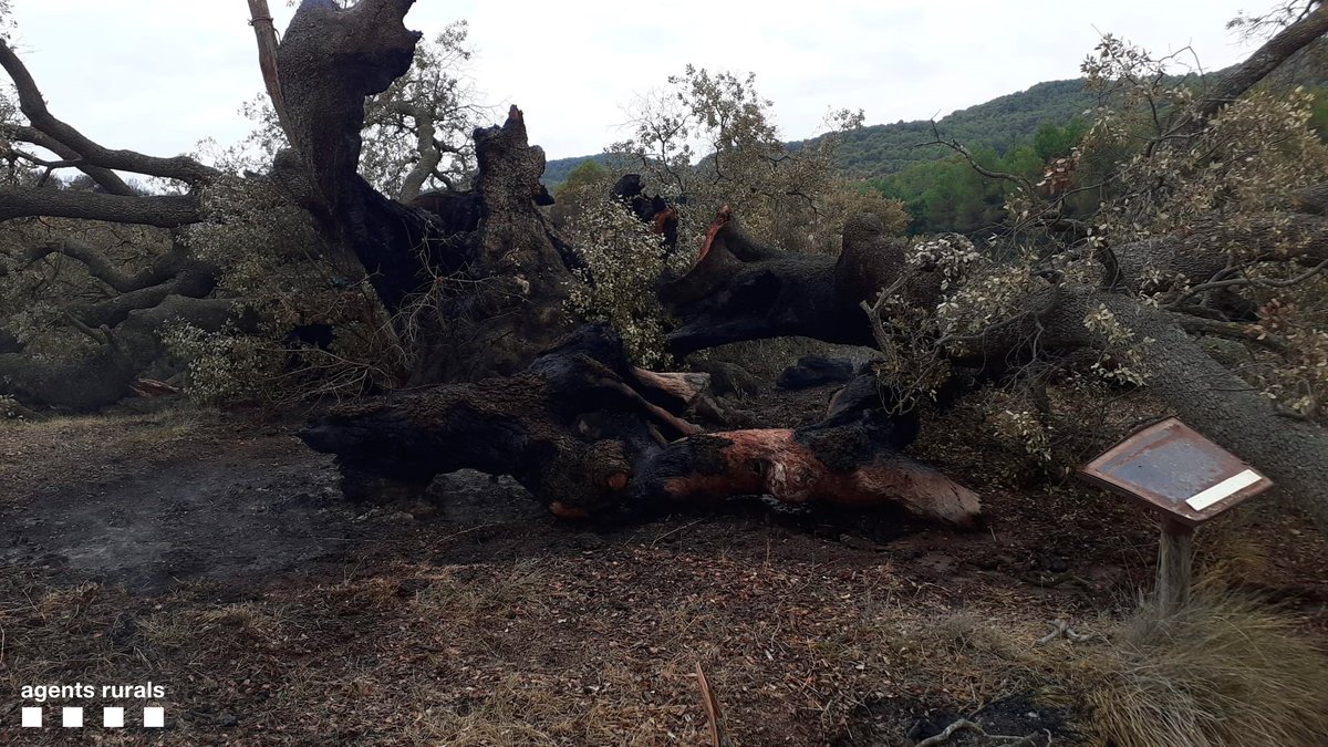 agentsruralscat's tweet photo. L'alzina de Can Gol, a Sant Martí de Tous, era una de les alzines més grans de l'Anoia i més velles de la Catalunya interior.
Tenia una amplada de capçada de més de 20 metres.

📸 A les imatges podeu comparar com lluïa i el seu estat actual després del #IFSantaColomaQueralt https://t.co/8gPQci6IIo