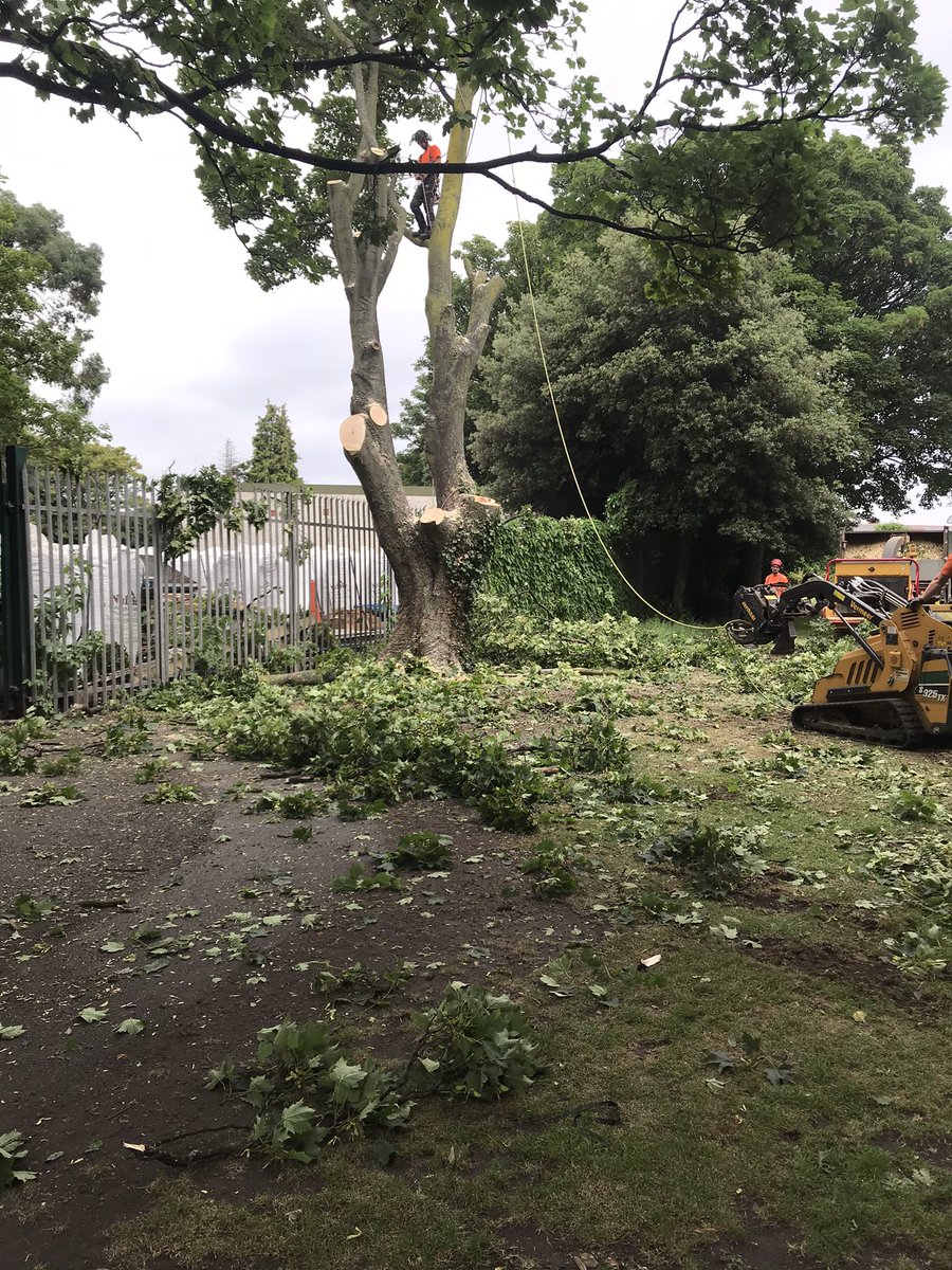 JohnGormley's tweet image. At the very time when we need more trees, @DubCityCouncil is busy cutting down healthy trees. Three trees a few weeks ago and another today. Can any of our public reps please give me an explanation? I can hear the chainsaws as I write this. @CByrneGreen @EamonRyan @hazechu