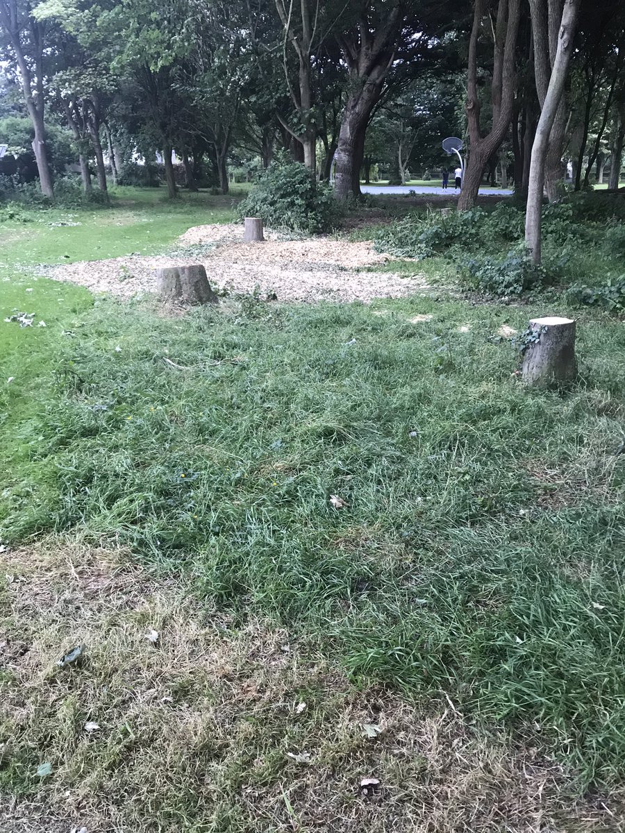 JohnGormley's tweet image. At the very time when we need more trees, @DubCityCouncil is busy cutting down healthy trees. Three trees a few weeks ago and another today. Can any of our public reps please give me an explanation? I can hear the chainsaws as I write this. @CByrneGreen @EamonRyan @hazechu