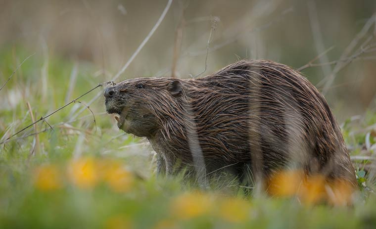 ntrtv's tweet image. «Мы проиграли бой... да и войну тоже»: Садоводы Тукаевского района потерпели поражение в борьбе с бобрами 👀

➡️ ntr-24.ru/index.php?news…

#садоводы #поражение #борьба #бобры #татарстан #тукаевскийрайон