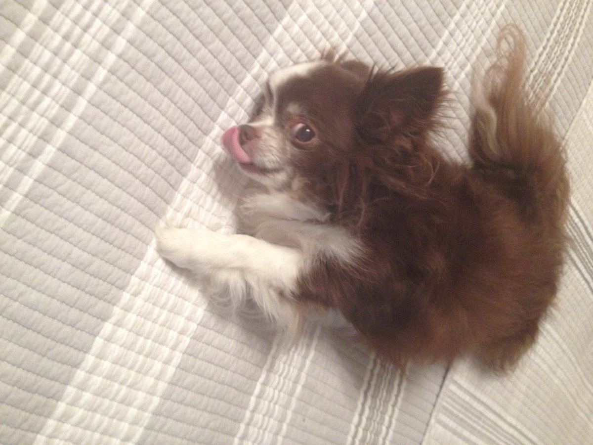 wordrefiner's tweet image. #RIP_Grizz Grizz is gruntled he found the new #BookReview of the exciting story "THE ALL God of Nothing" written by @TheALLwriter Shane Scott. wordrefiner.com/book-reviews/t… This is so much fun!