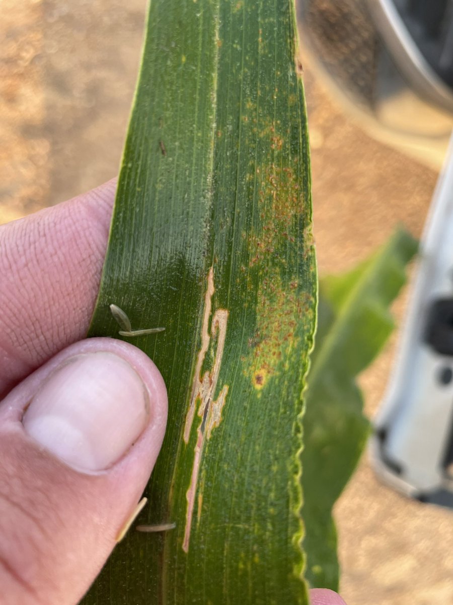 Riley Konen tweet media