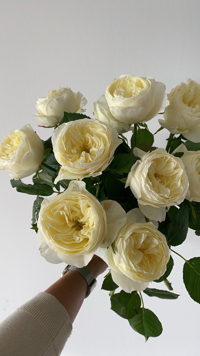 FlowersHoek's tweet photo. Wans Roses for the win! They grow roses of the best quality with impressive shapes. Their paper sleeve is something we really appreciate. ♻️
#Hoekflowers #florist #flowerlover #flowershop #weddingflower #weddingflorist #bouquet #bouquetoffflowers #bouquetinspo #roses #weddingrose https://t.co/ugqwHddcMk