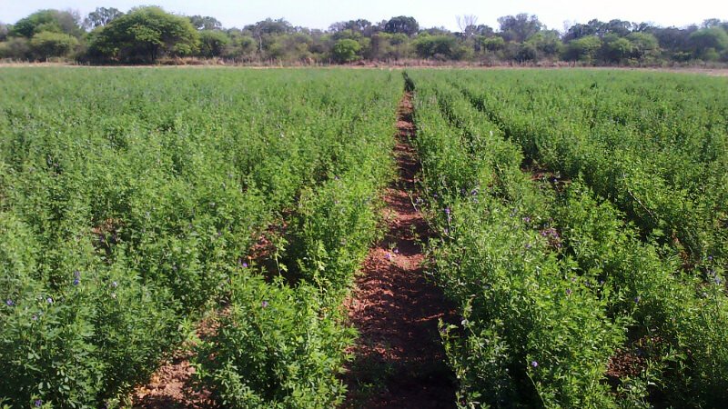 La alfalfa #SalineraINTA ya está disponible para la venta

Es una variedad apta para suelos salinos. Luego de un largo proceso de recuperación y certificación, el Clúster Semillero de #Alfalfa de Santiago del Estero logró vender los primeros 1400 k.

→ bit.ly/3eWnmnI