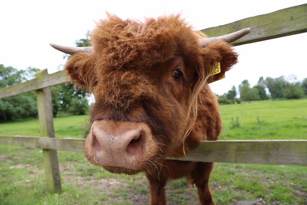 Hellooooo 🐮