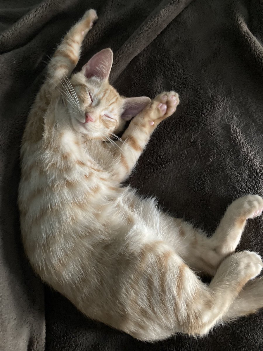 ramfl90's tweet photo. @JoeDeLuca Sleepy Preston https://t.co/l7rXxNDtYX