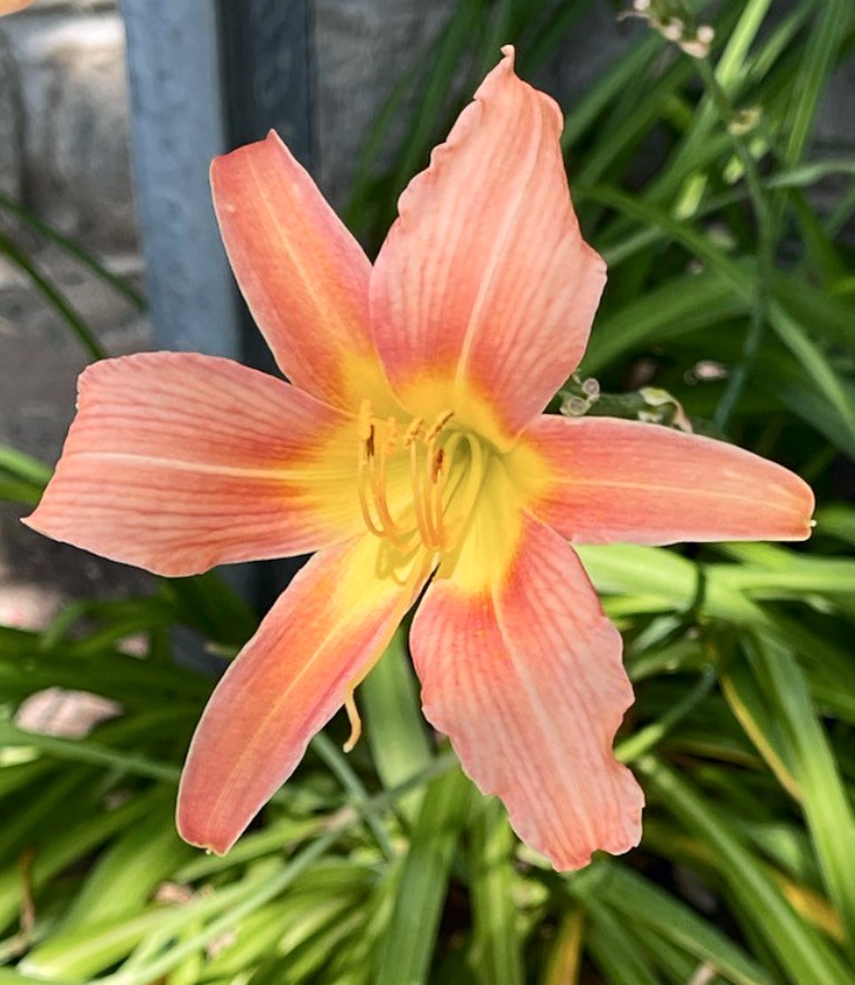 Piroska_Bata's tweet photo. Good morning 🌞new blooms burst open to start a #newcycles of life with a show of #exquisite colors & shapes.Where in life do you #bloom exquisitely?
#goodmorning #summerflowers #daylily #garden #summertime #flowerphotography #naturephotography #nature #gardening #newbeginnings https://t.co/ElPtUKbBhA