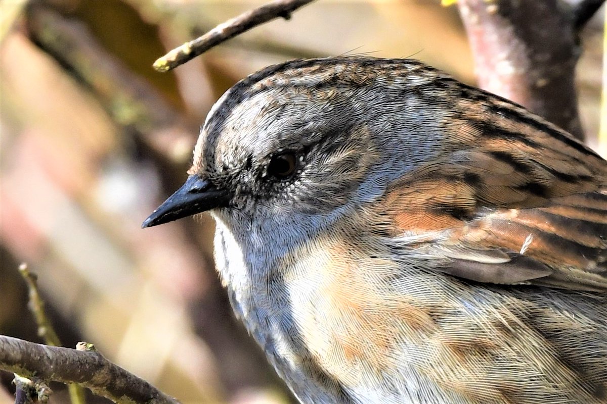 FifeForays tweet media