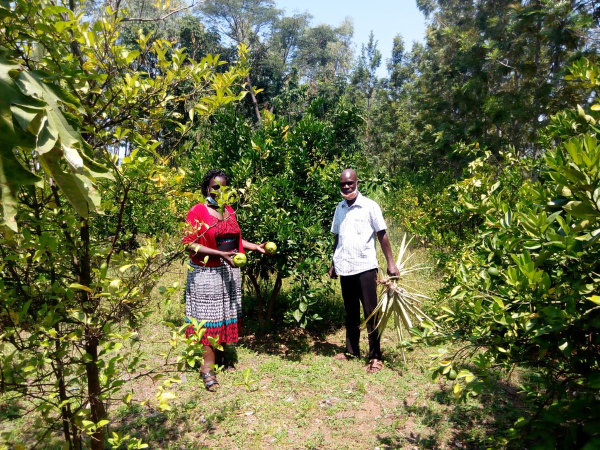 RODI_Kenya's tweet photo. Gladys, a RODI staff, visits an #exprisoner who is flourishing in #fruit production in sand soil. https://t.co/junusqnXEi
