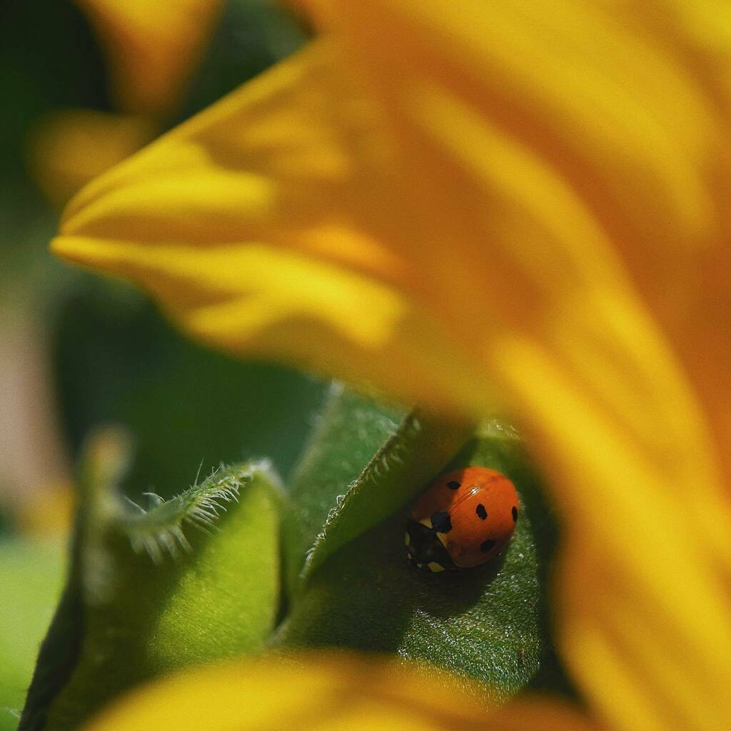 paulyd's tweet photo. Spotted! #Ladybird #Ladybug #sunflower https://t.co/z82OZ3esgv https://t.co/wRNMY0inVL