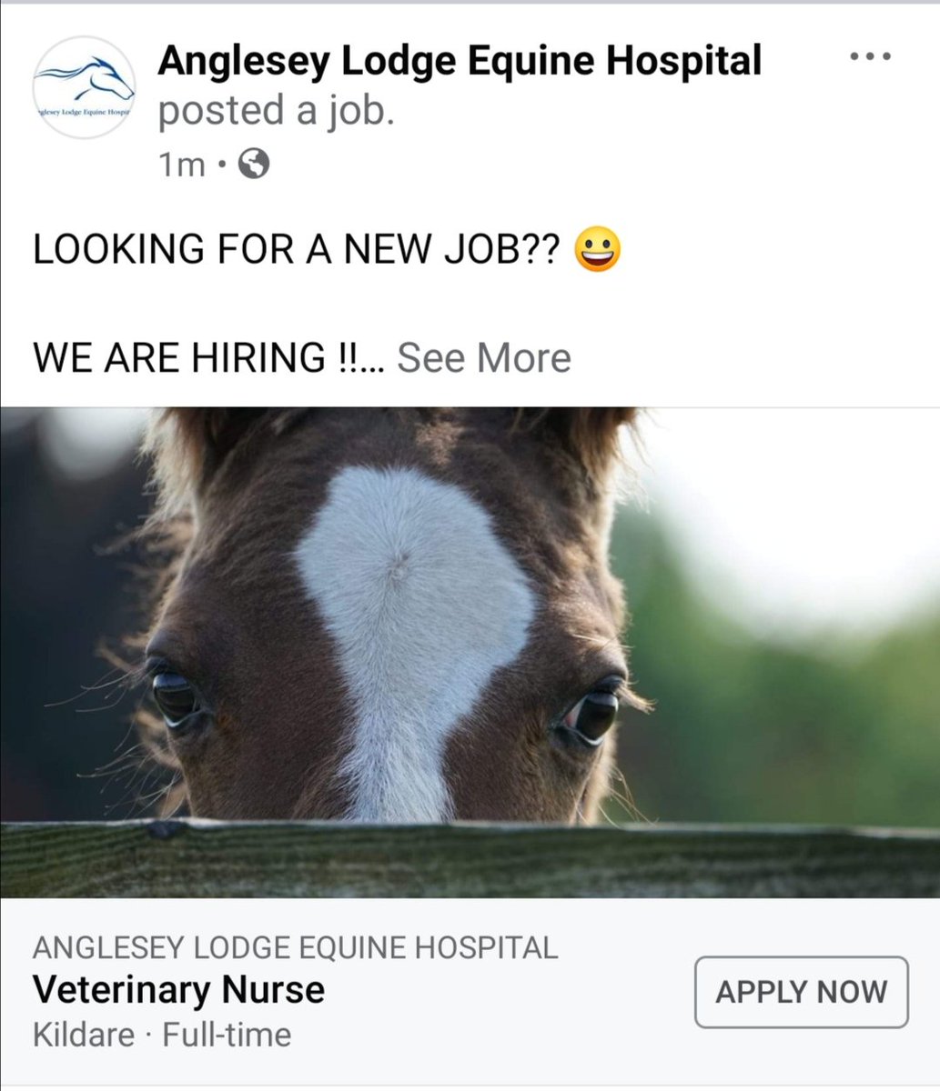 Anglesey Lodge Equine Hospital tweet media