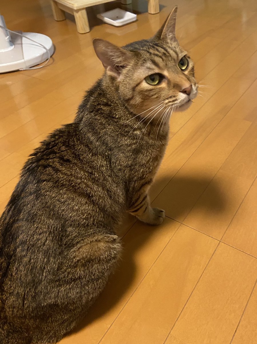 GIDEON20201112's tweet photo. 🎊サスケくん正式譲渡決定🎊

にゃにゃにゃんと！しまちゃんちでホームステイ中だったサスケくんも正式譲渡となりました✨
相性はどうかな…？と思いましたが、仲良く毛づくろいもして良い雰囲気に♪
お名前はそのままだそうです。
しまお姉ちゃんとこれからも仲良くね💕 https://t.co/0eY2Ul9Hwc