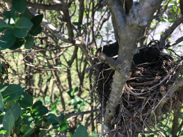 AnneVBrady's tweet photo. Your soon-to-be college freshman has suddenly turned more difficult this summer. This normal phenomenon is known as “soiling the nest.” Advice on navigating this rocky road. https://t.co/THM0v25HKj #soilingthenest #collegeparent #summerbeforecollege #parentingteens https://t.co/cypudORYEb