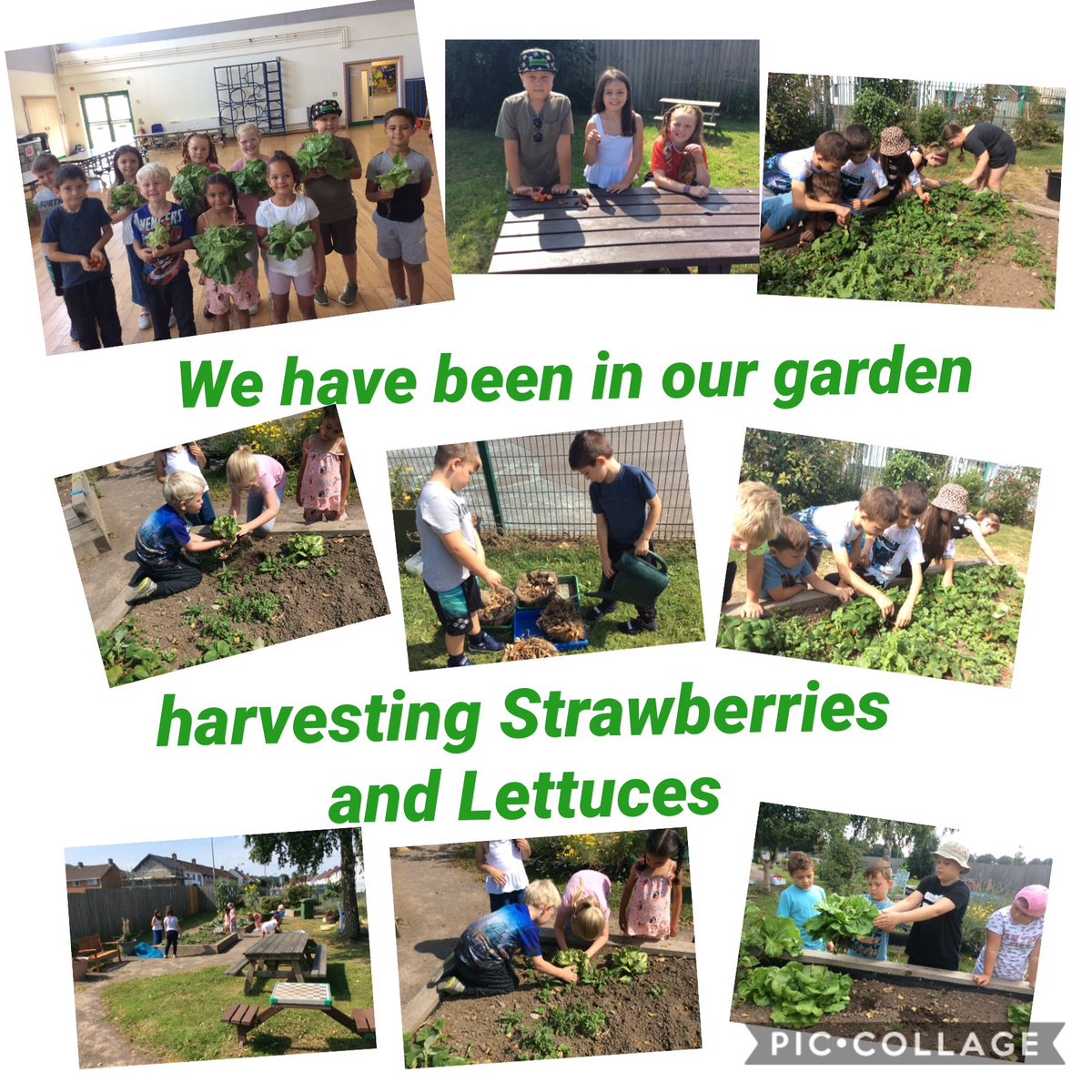 SchoolTrelai's tweet photo. Summer Holiday Enrichment Programme Day 4.
We Harvested Strawberries and lettuces from our garden 🍓🍓🍓🍓🍓😋😋 and we played lots of fun indoor games.😁😁
#FoodandFunCdiff #foodfunwales @cav_dietetics https://t.co/VFSJeyGxL9