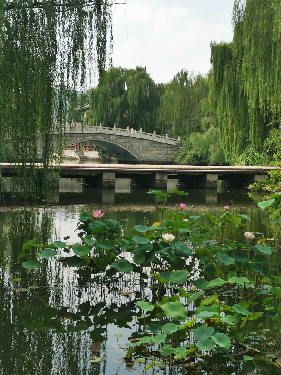 baixq's tweet photo. summer scenery in Daming Lake https://t.co/SuXTPmXXqg