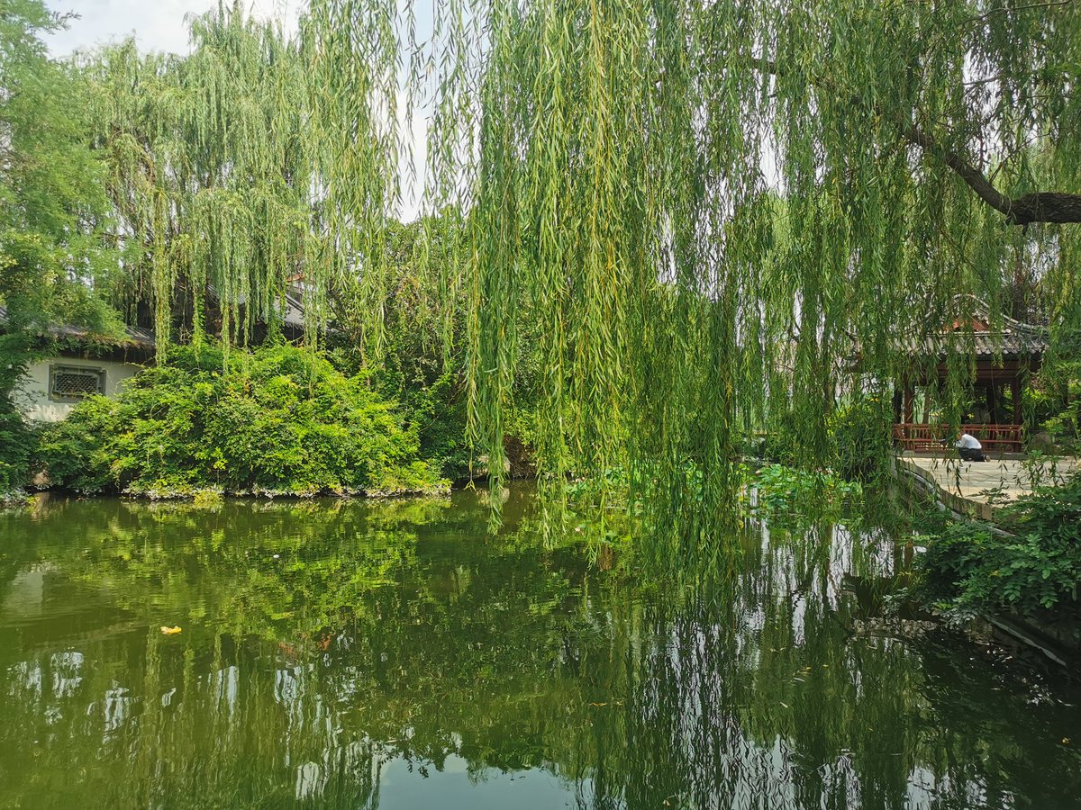 baixq's tweet photo. summer scenery in Daming Lake https://t.co/SuXTPmXXqg