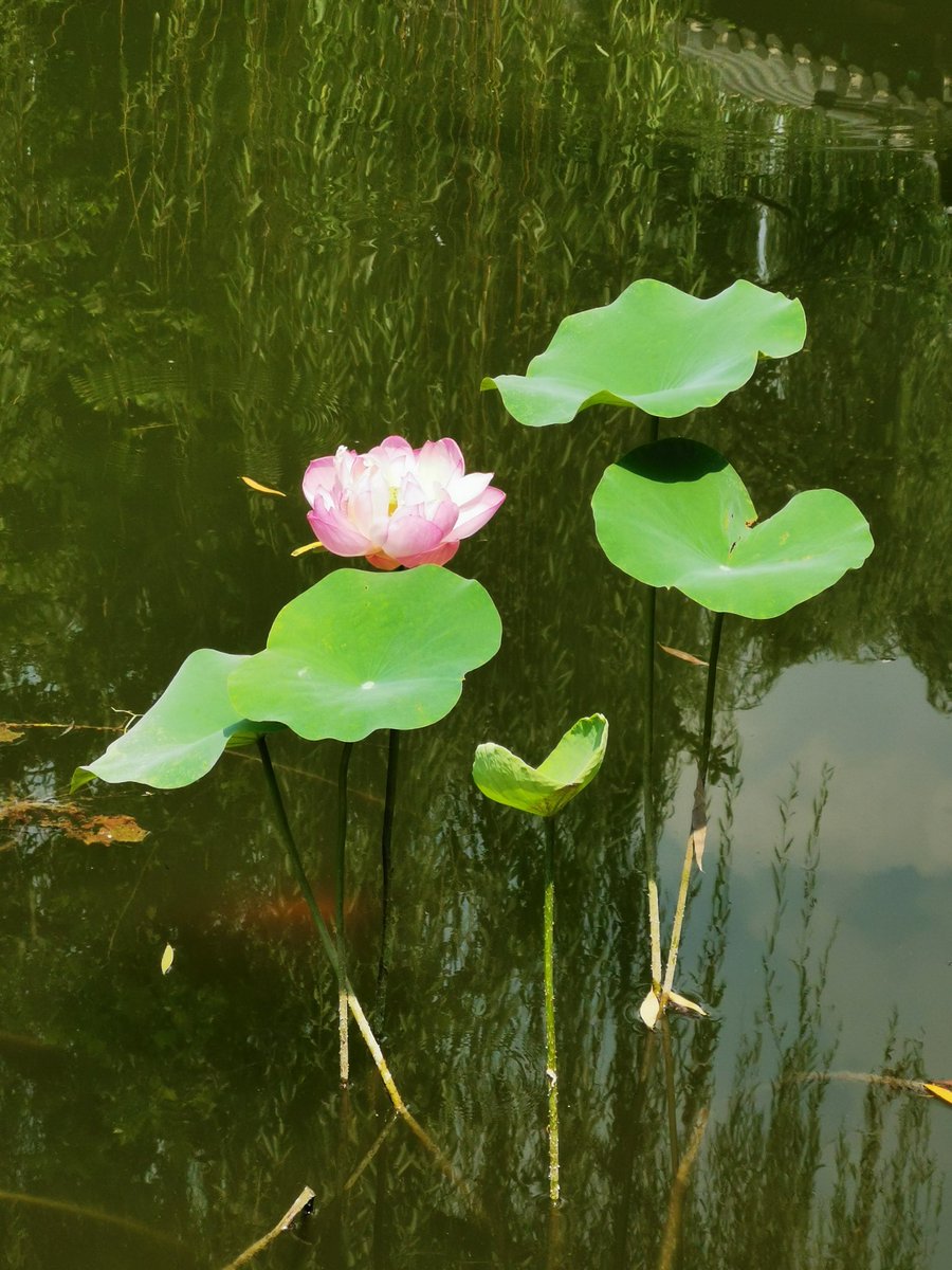 baixq's tweet photo. summer scenery in Daming Lake https://t.co/SuXTPmXXqg