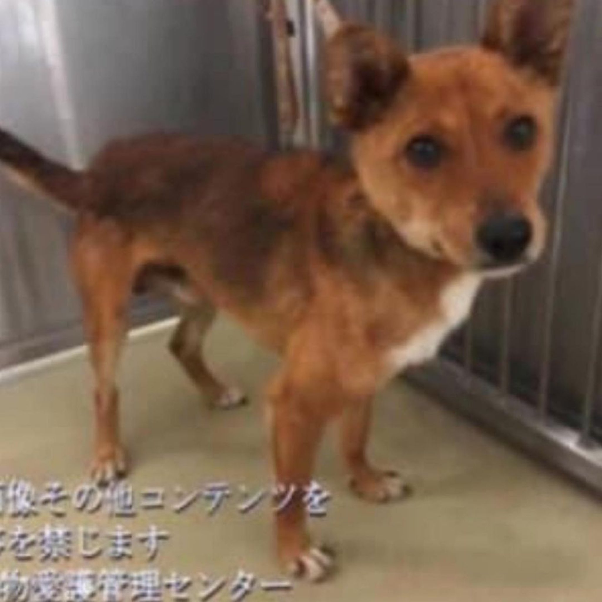 大タコちゃん Sur Twitter 犬好きさんと繋がりたい 犬好き 保護犬を家族に 殺処分が無くなる世の中になりますように 迷子犬 迷子 迷子札 迷子犬情報 迷子犬の掲示板 迷子犬の掲示板 迷い犬 迷い犬情報 迷い犬目撃情報 探してます ボランティア 大タコちゃん Sur Twitter 犬好きさんと繋がりたい 犬好き 保護犬を家族に 殺処分が無くなる世の中になりますように 迷子犬 迷子 迷子札 迷子犬情報 迷子犬の掲示板 迷子犬の掲示板 迷い犬 迷い犬情報 迷い犬目撃情報 探してます ボランティア