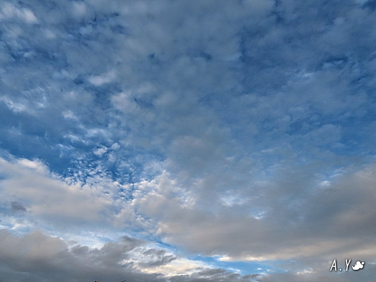 yumeasutw's tweet photo. #ゴールデンアワー ✨
お疲れ様です🏁
青空に多彩な雲達で賑わう夕方🌇
目映い #夕日 が西の空を #黄金色 に染め上げました✨
東の空は #青空 に吸い込まれそうな半透明の #高積雲 が綺麗でした💙
#空の名前
#雲の教室
#天気の図鑑
#雲友
#夕空 #夕焼け #鉄塔 #電線 #電柱
#a2021 #a0726 #a202107 https://t.co/q6wbO0zuvB