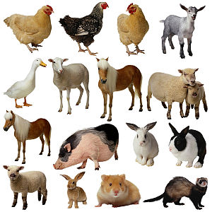 BMC Series on Twitter veterinary antimicrobial resistance
