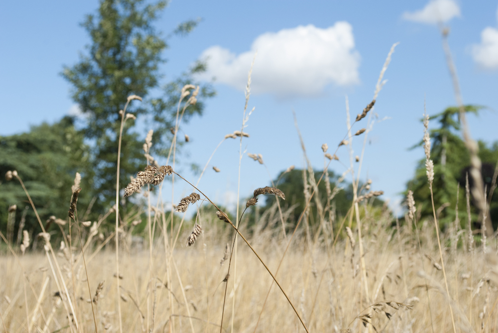 Parks have been a lifeline for many during lockdown. Celebrate #LoveParksWeek between 23 July and 1 August with @OxUniParks . Enjoy some views of University Parks and learn more about them here: bit.ly/36Z13JF