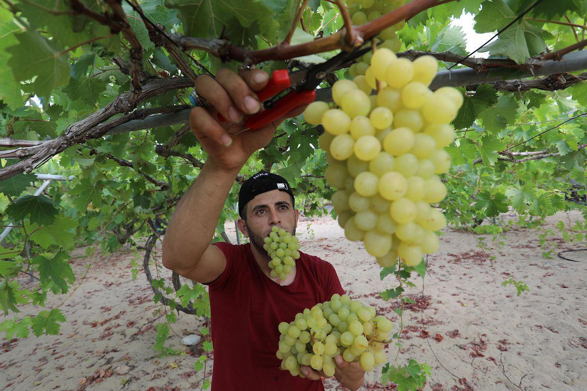NewsMsdr's tweet photo. 🎥Exclusive|| Palestinians picked up grapes in #Gaza Strip. Watch 👇👇 https://t.co/NGskFBXeJN