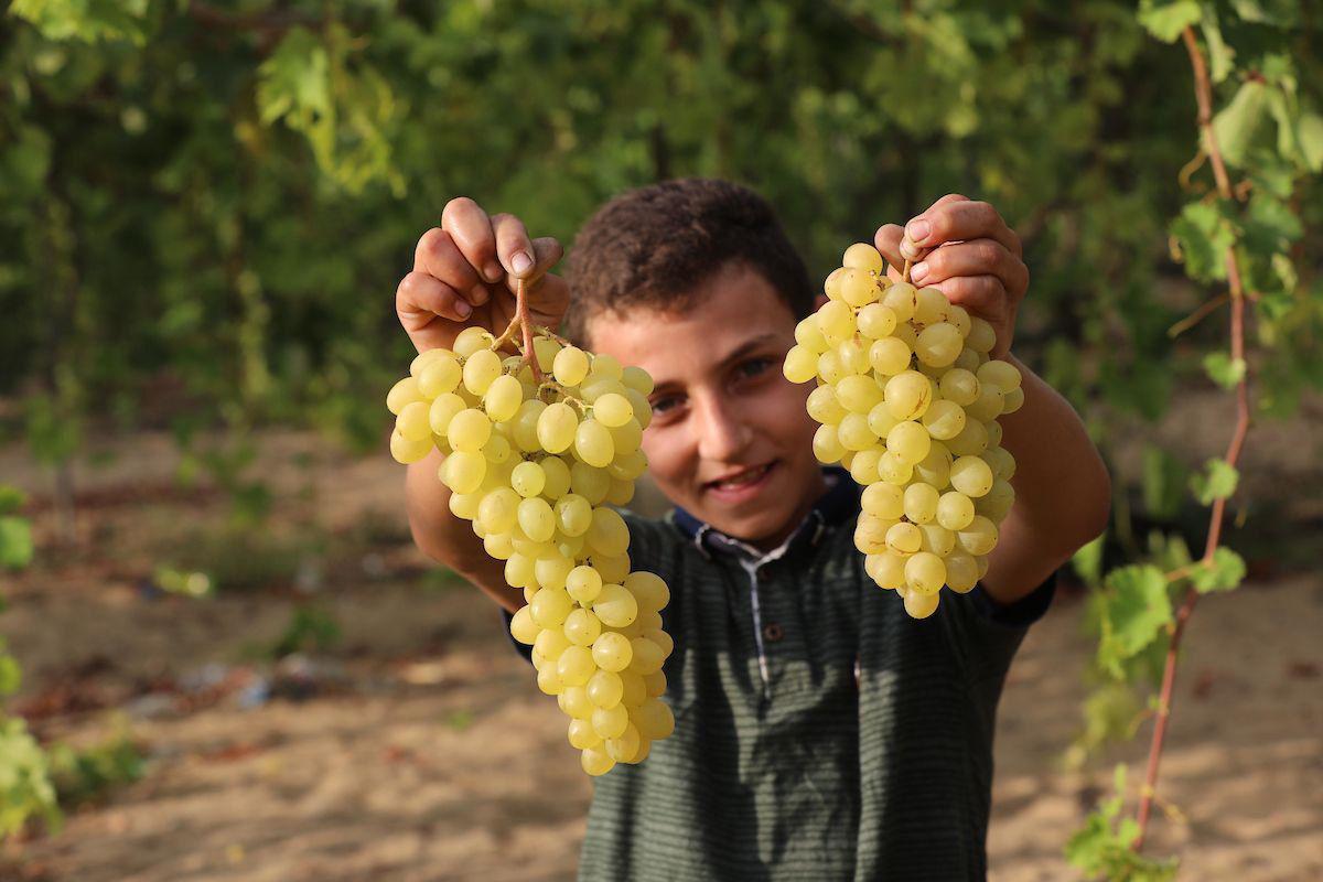 NewsMsdr's tweet photo. 🎥Exclusive|| Palestinians picked up grapes in #Gaza Strip. Watch 👇👇 https://t.co/NGskFBXeJN