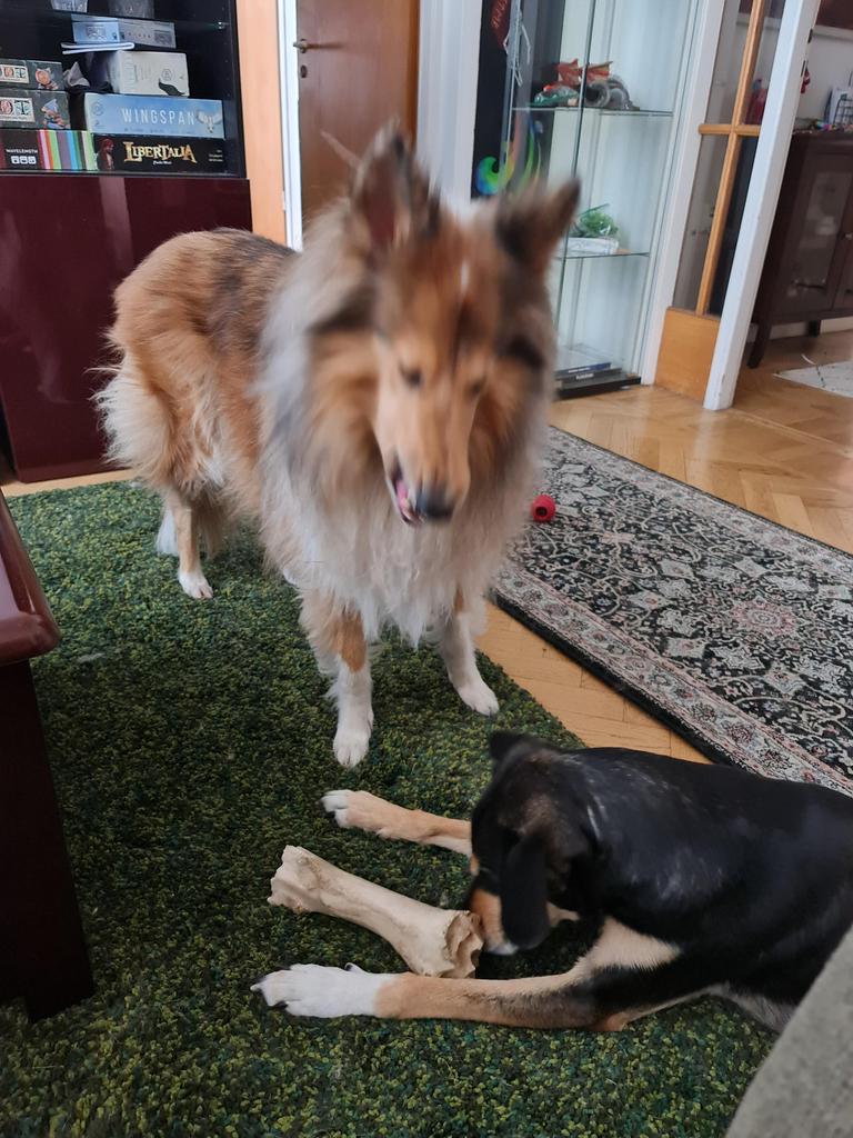 Sprout_Loud's tweet photo. @dog_feelings Achoo! Bless you 2x https://t.co/E02Zcm0hYI